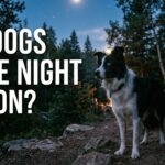Do Dogs Have Night Vision? What Tactical Operators Need to Know About Canine Eyes After Dark