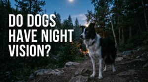 Do Dogs Have Night Vision? What Tactical Operators Need to Know About Canine Eyes After Dark